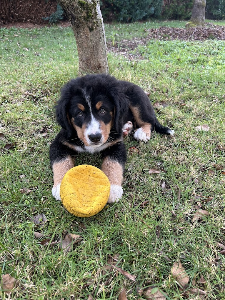 Avis Coralie Bellengier