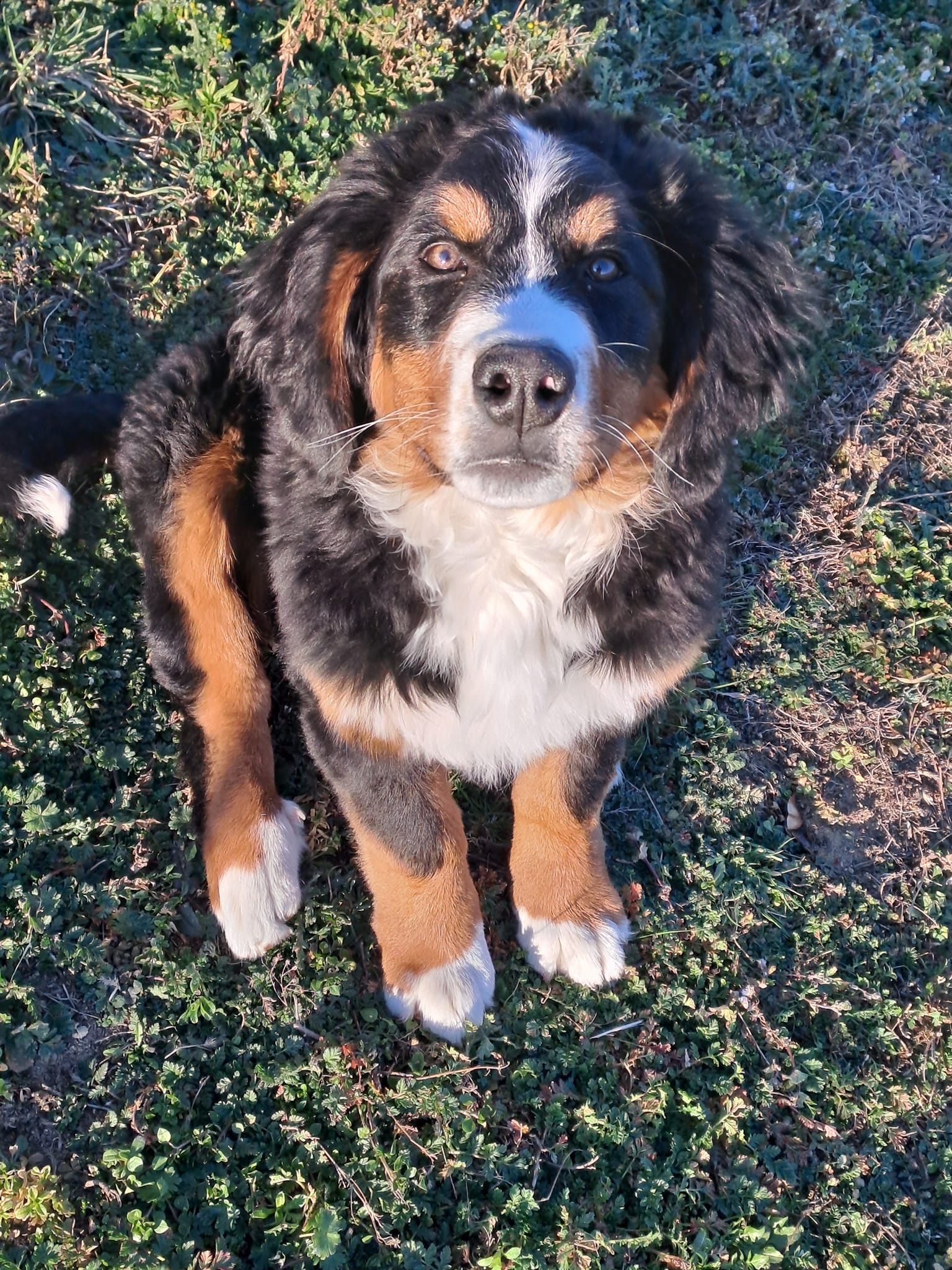 Avis Nicolas Reynaud