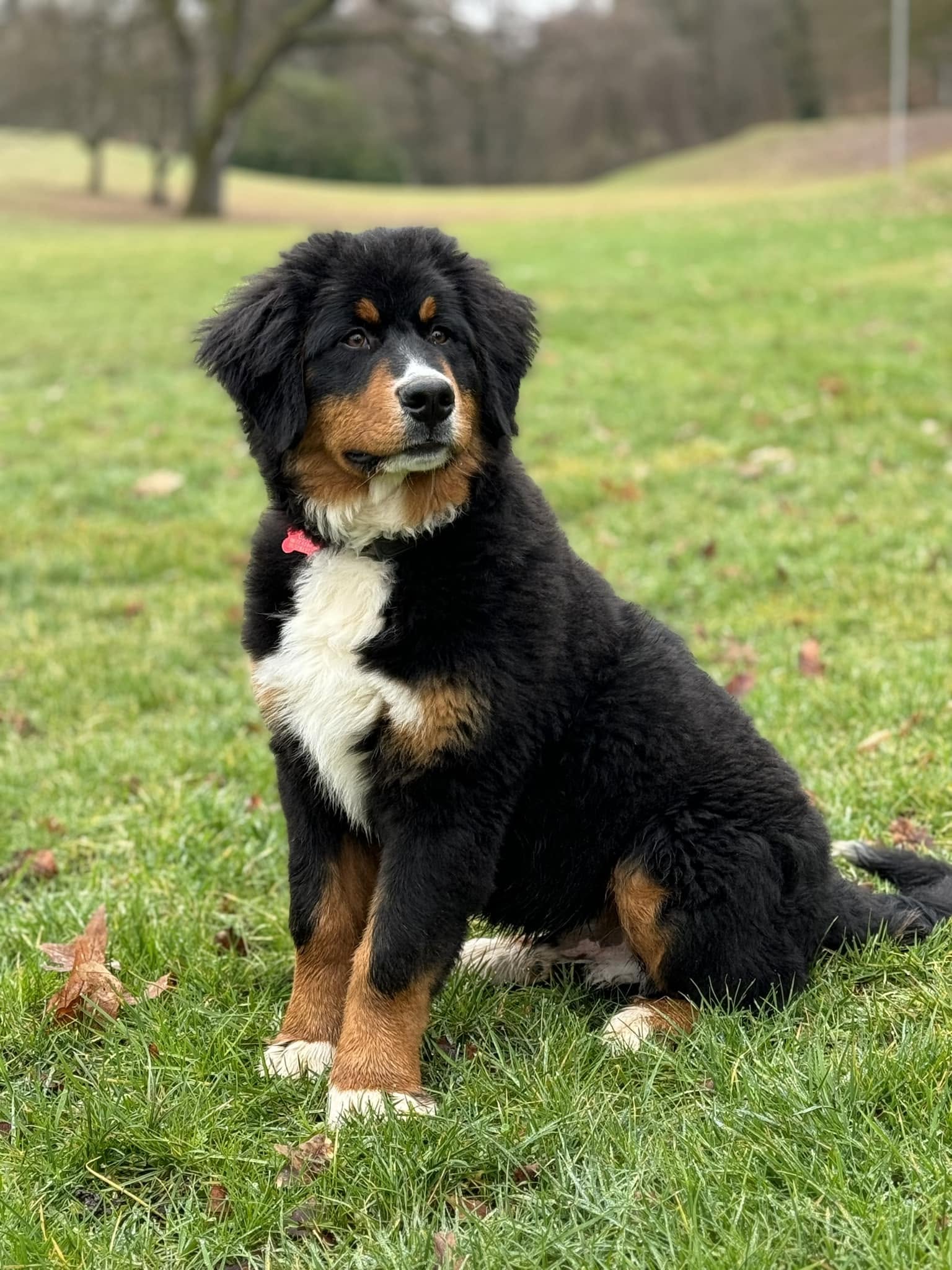 Avis Sébastien Mirek